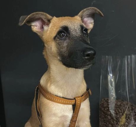 Teo pas udomljavanje