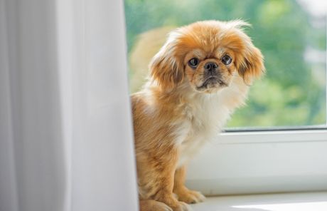 Tibetanski španijel