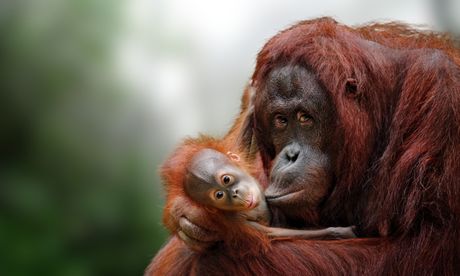 Orangutan