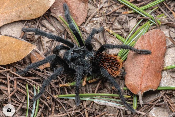 tarantula Aphonopelma jacobii