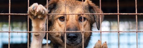 Pas u prihvatilištu