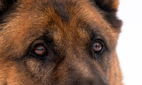 Nemački ovčar oči
