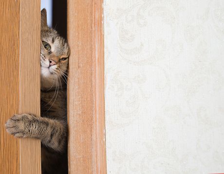 Mačka iza zatvorenih vrata