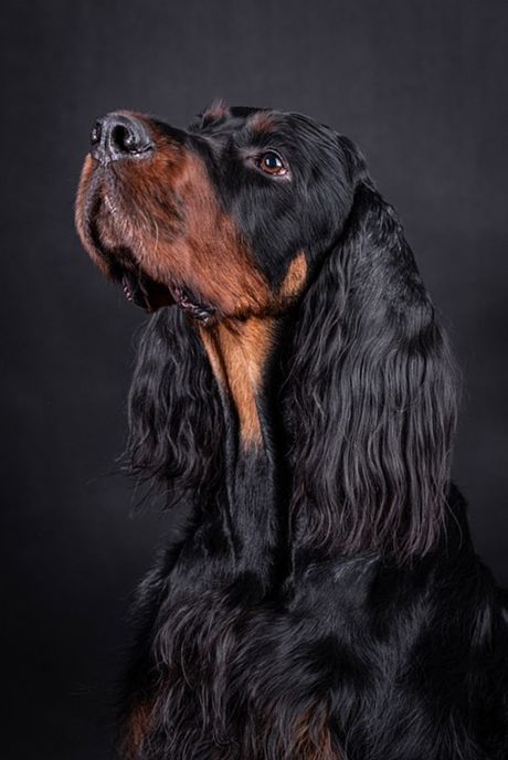 Gordon seter