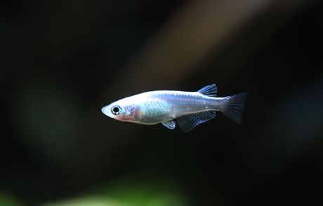 Medaka pirinčana ribica