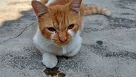Vašoj mački iznenada izlazi pena iz usta: Ima najmanje 6 razloga ove pojave, jedan od njih je veoma opasan