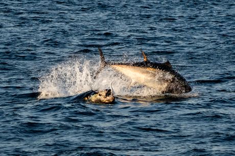 Atlantska tuna plavoperka