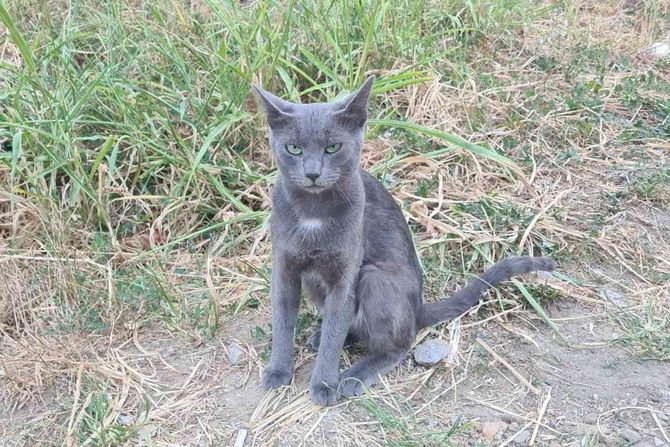 Ruska mačka za udomljavanje