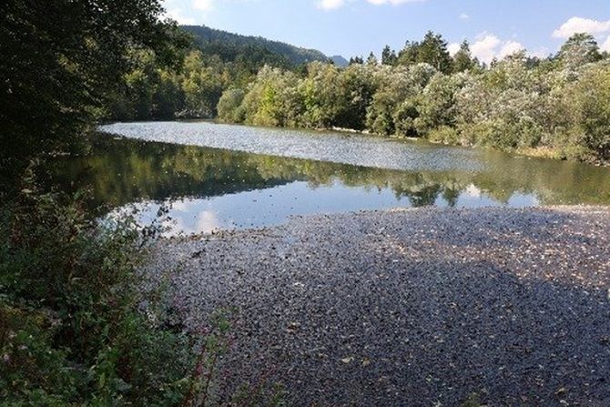 Reka Sava Slovenija Ekologija