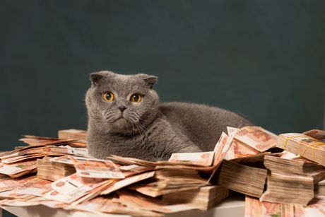 Mačka i novac