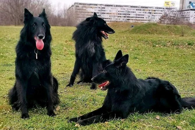 Grenendal belgijski ovčar