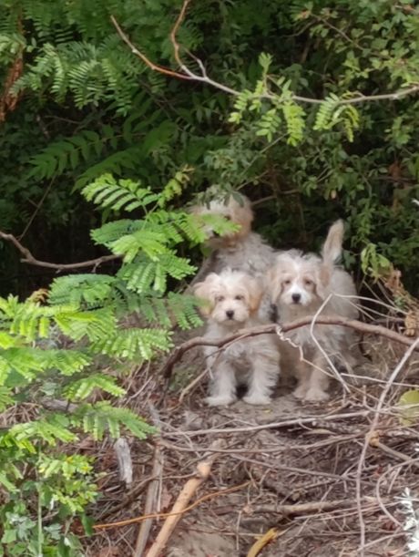 Tri psa kod Srebrnog jezera