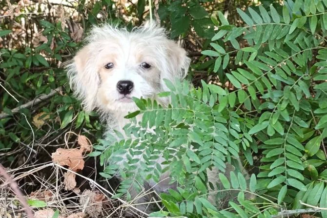 Tri psa kod Srebrnog jezera