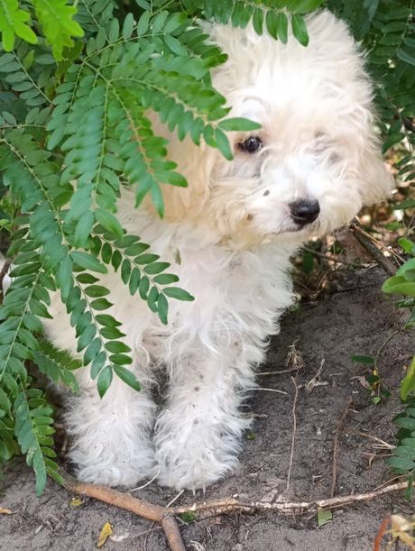 Tri psa kod Srebrnog jezera