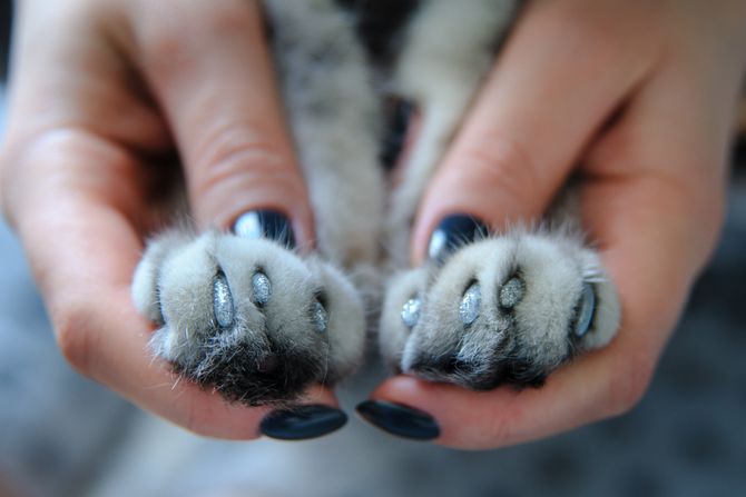 Mačka uklanjanje kandži