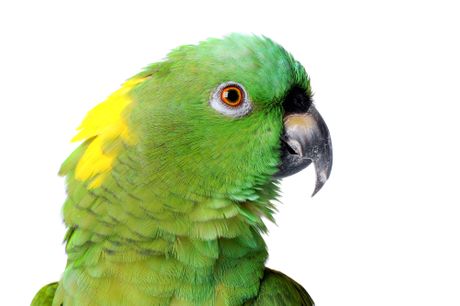 Papagaj sa žutim vratom