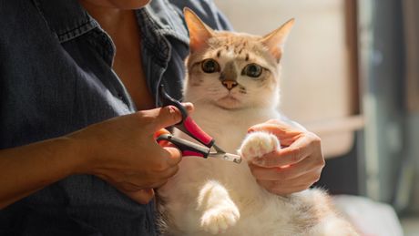 Mačka uklanjanje kandži