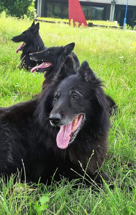 Tri generacije grenendala