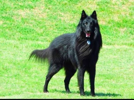 Grenendal belgijski ovčar