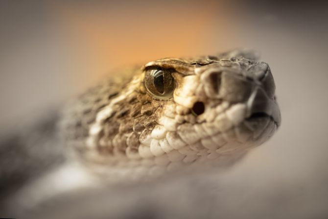 Zapadna dijamantska zvečarka Zapadna dijamantska zvečarka