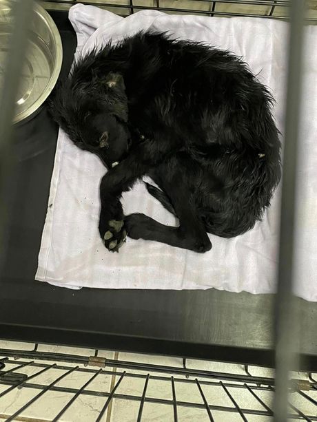 Napušteni pas Gojko