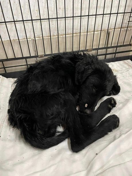 Napušteni pas Gojko