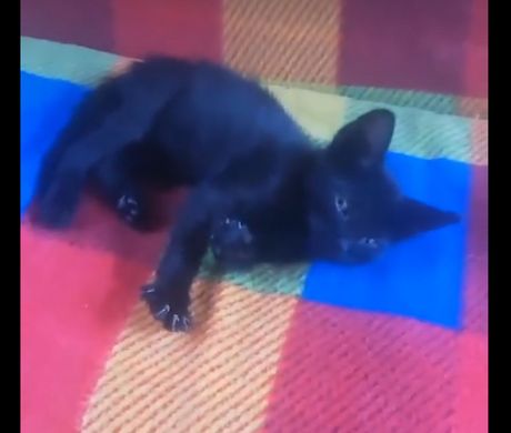 Mače iz Kruševca udomljavanje