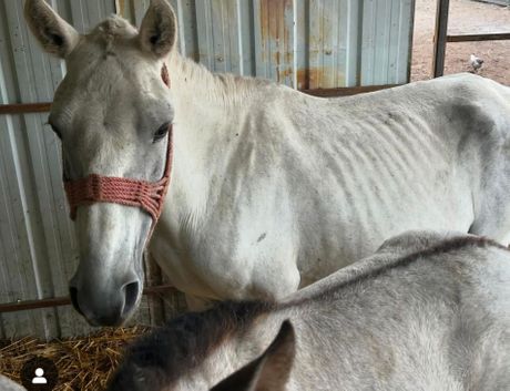 Sapseni konji u Srbobranu