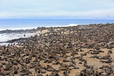 Smeđe foke krznašice