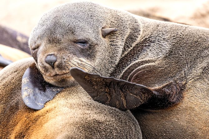Smeđe foke krznašice