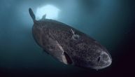 Ovaj predator je dugačak do 7 metara, a u utrobi su mu našli i ostatke polarnog medveda!