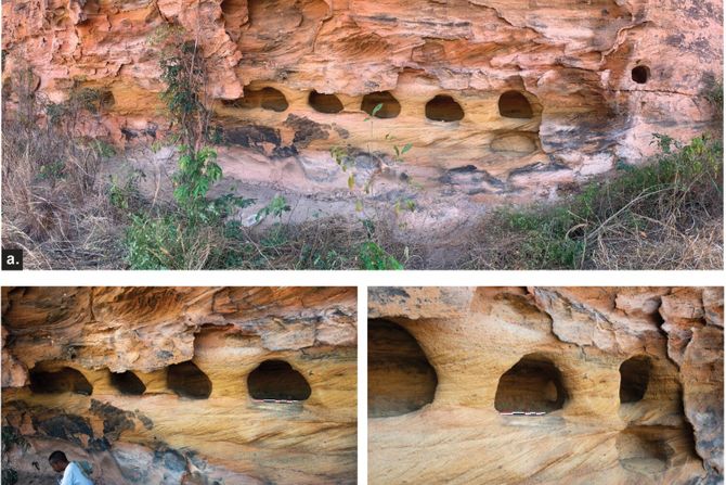 Taniki na Madagaskaru