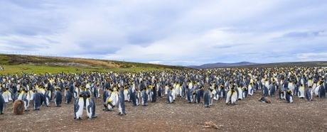 Folklandska Ostrva, Falkland Islands, pingvini