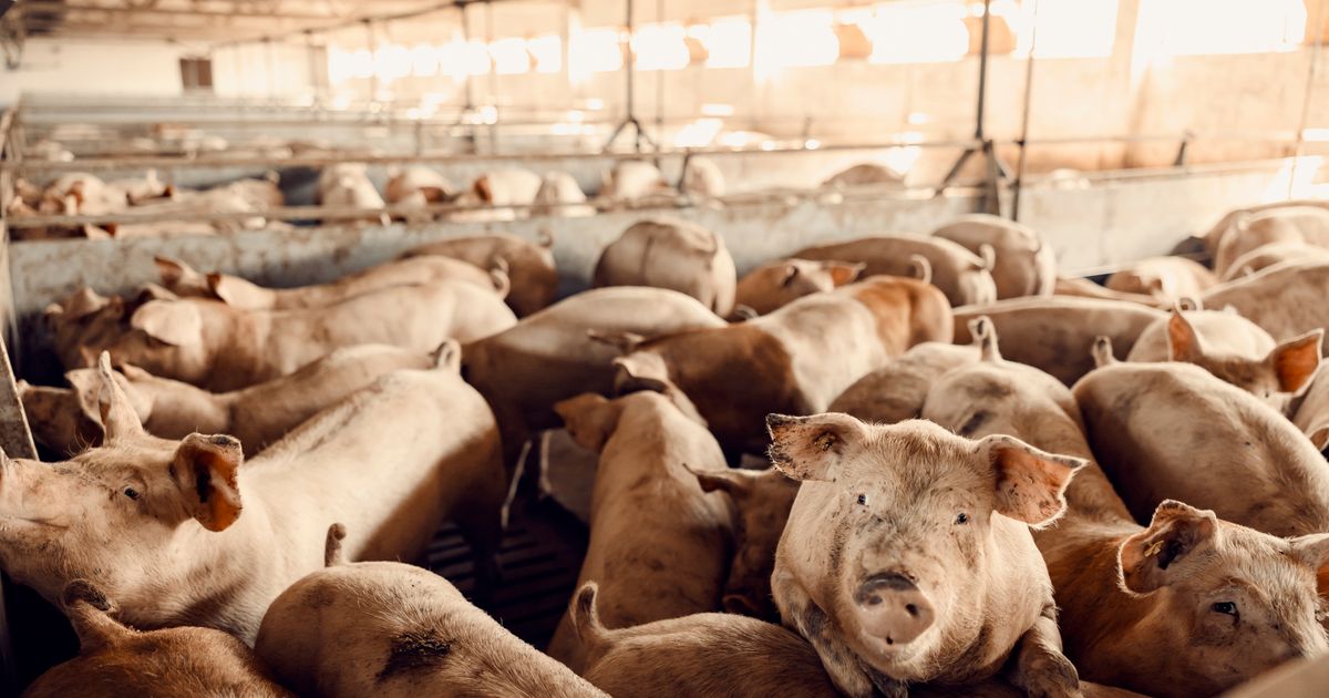 Šokantni dokumentarac o farmi Hogwood pokrenuo lavinu: Aktivisti slavili, mesna industrija uzdrmana