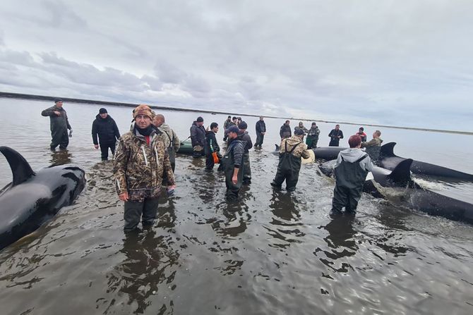 Kitovi ubice nasukani u Rusiji