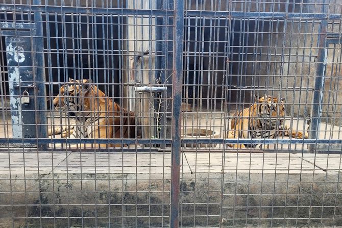 Zoo vrt, ptičji grip