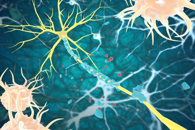 Nervni sistem, mijelin, CNS, GB sindrom