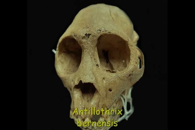 Antillothrix, majmun sa Haitija