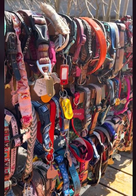 Dugin most sećanja na kućne ljubimce