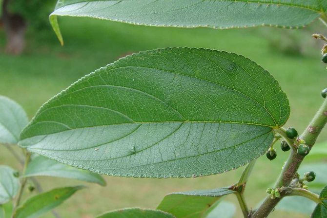 biljka Trema micrantha, CBD