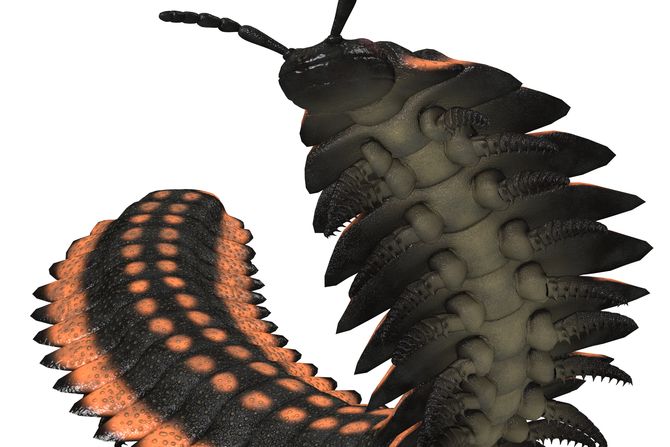 Arthropleura