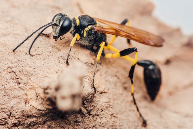 Osa insekt (Sceliphron caementarium)