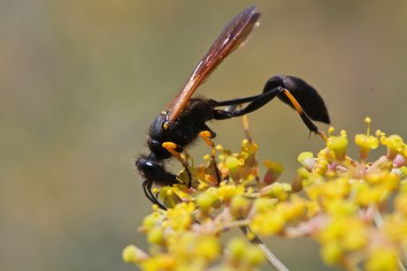 Osa insekt (Sceliphron caementarium) Osa insekt (Sceliphron caementarium)
