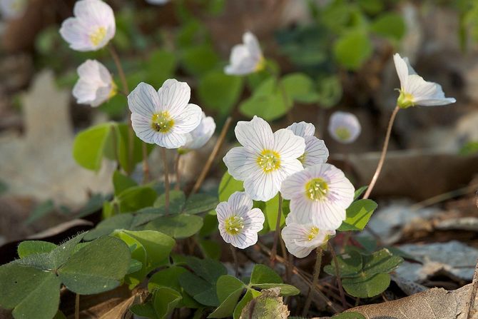 kiseljača, Oxalis acetosella