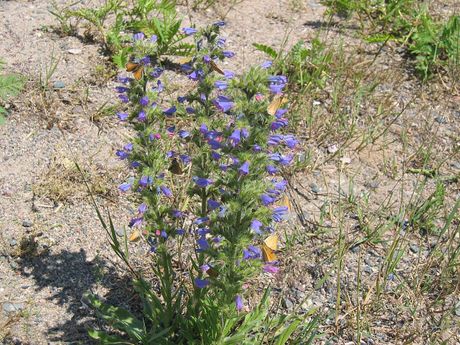 lisičina, viper's bugloss