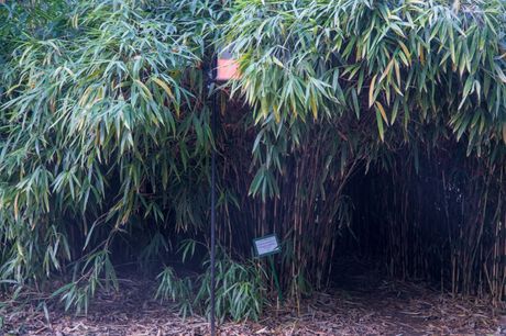 Preplitanja, art+science