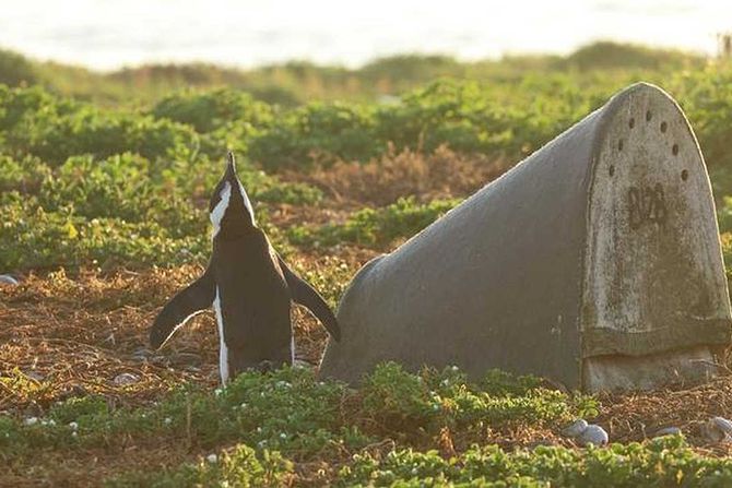 afrički pingvin, veštačko gnezdo
