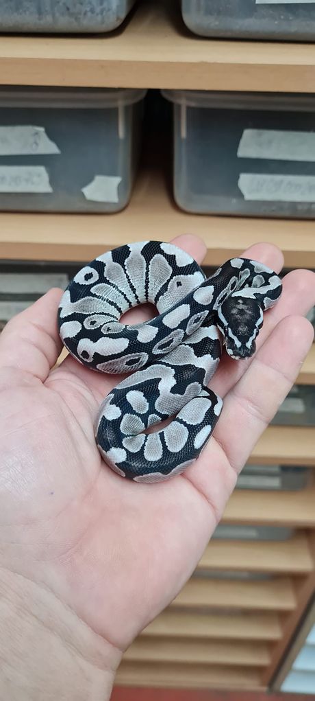 Predrag Radosavljević Reptilia odgajivačnica zmija zmije