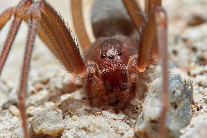 Sme]i mediteranski pauk samotnjak