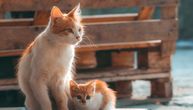 Imate mačku u kući, ali ste doveli i mače: Ako začujete OVAJ ZVUK, momentalno stanite između životinja